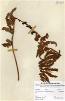 藏品(臺灣絨假紫萁)的圖片